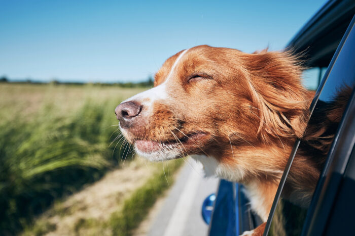 Hot weather safety for dogs