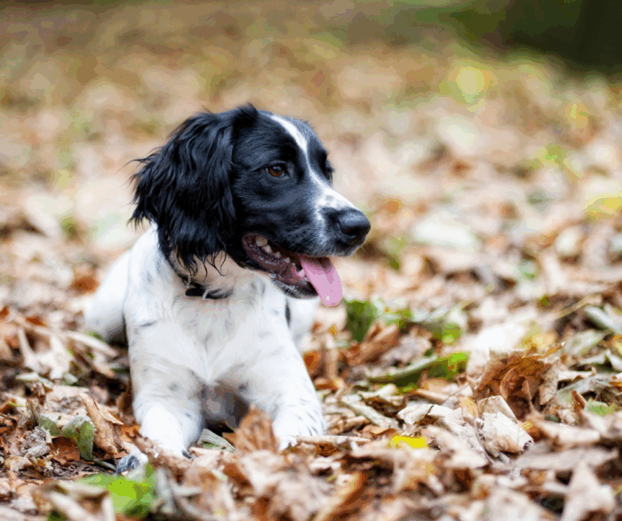 Why do I need to worm my dog?