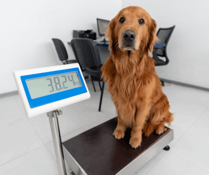 Choosing the best nutrition for your pet this new year